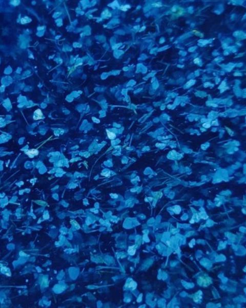 Crooz Гель для нарощування та дизайну Flower gel 6, 5 мл 00000025558 фото